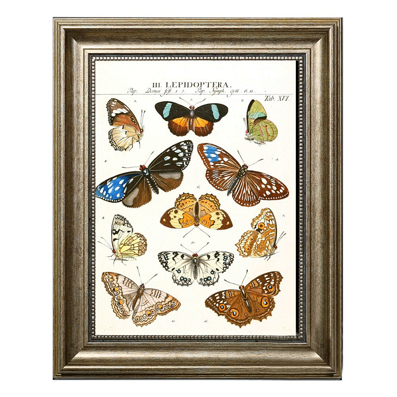 Постер Butterfly Collection  в Сочи | Loft Concept 