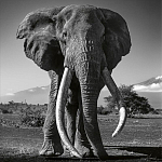 Книга Beusker. Look into my Eyes варинант исполнения - 5 | Loft Concept в Сочи