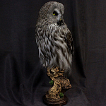 Чучело Совы таксидермия варинант исполнения - 3 | Loft Concept в Сочи