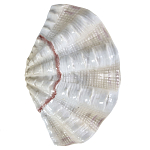 Фигурка из фарфора в виде одной створки ракушки Marine Tridacna варинант исполнения - 1 | Loft Concept в Сочи