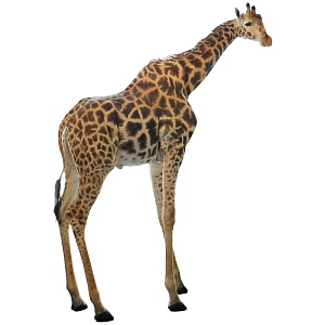 Чучело жирафа Масайский Жираф таксидермия