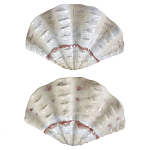 Фигурка из фарфора в виде одной створки ракушки Marine Tridacna варинант исполнения - 2 | Loft Concept в Сочи